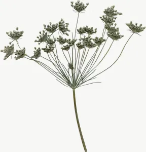 Pressed white queen anne lace flower, loosely framed PNG with transparent background, real photo cutout