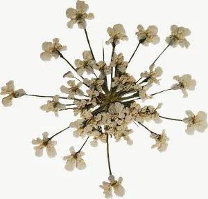 Pressed white queen anne lace flower, tall PNG with transparent background, real photo cutout