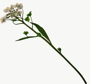 Pressed white spray flower, round PNG with transparent background, real photo cutout