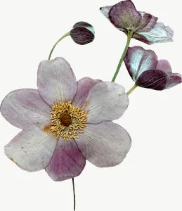 Pressed white spray flower, close-up PNG with transparent background, real photo cutout