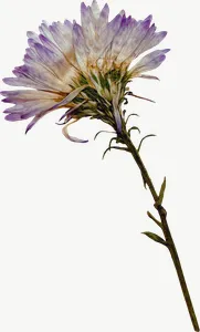 Pressed white spray flower, tall PNG with transparent background, real photo cutout