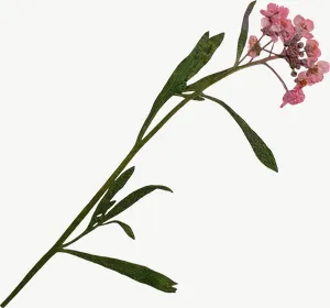 Pressed white spray flower, round, loosely framed PNG with transparent background, real photo cutout