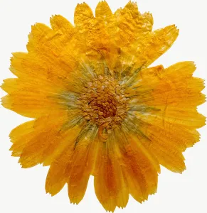 Pressed yellow calendula flower PNG with transparent background, real photo cutout