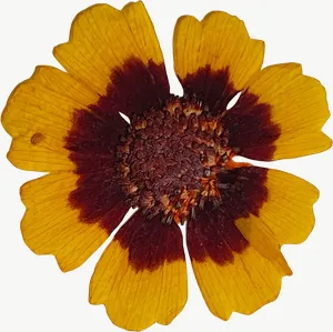 Pressed yellow coreopsis flower PNG with transparent background, real photo cutout