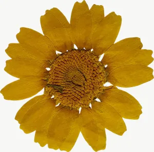 Pressed yellow daisy flower, round PNG with transparent background, real photo cutout