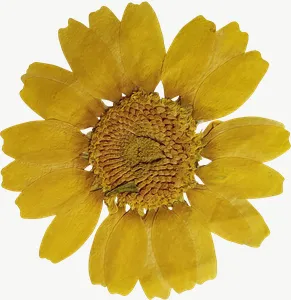 Pressed yellow daisy flower, round, close-up PNG with transparent background, real photo cutout