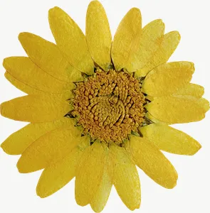 Pressed yellow daisy flower, close-up PNG with transparent background, real photo cutout