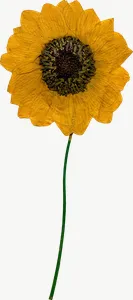 Pressed yellow daisy flower, tall PNG with transparent background, real photo cutout