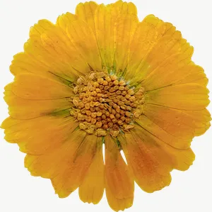 Pressed yellow daisy flower, loosely framed PNG with transparent background, real photo cutout