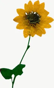Pressed yellow daisy flower, tall, with stem PNG with transparent background, real photo cutout