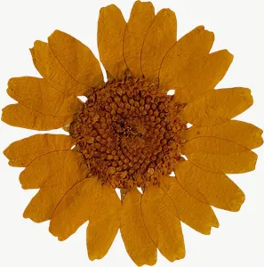 Pressed yellow daisy flower, wide PNG with transparent background, real photo cutout