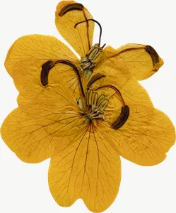 Pressed yellow lily flower, close-up PNG with transparent background, real photo cutout