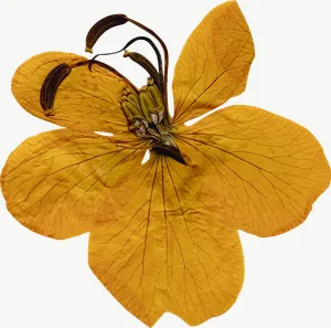 Pressed yellow lily flower, loosely framed PNG with transparent background, real photo cutout