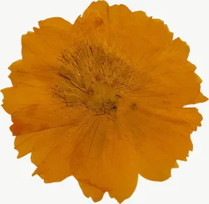 Pressed yellow marigold flower PNG with transparent background, real photo cutout