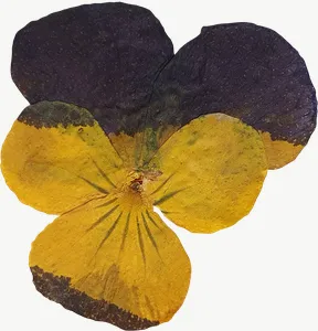 Pressed yellow pansy flower PNG with transparent background, real photo cutout