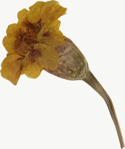 Pressed yellow rosebud flower PNG with transparent background, real photo cutout