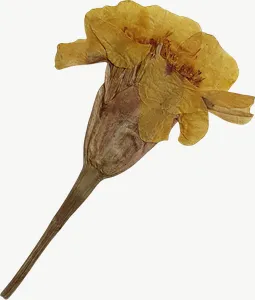 Pressed yellow spray flower, round PNG with transparent background, real photo cutout