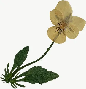 Pressed yellow violet flower PNG with transparent background, real photo cutout