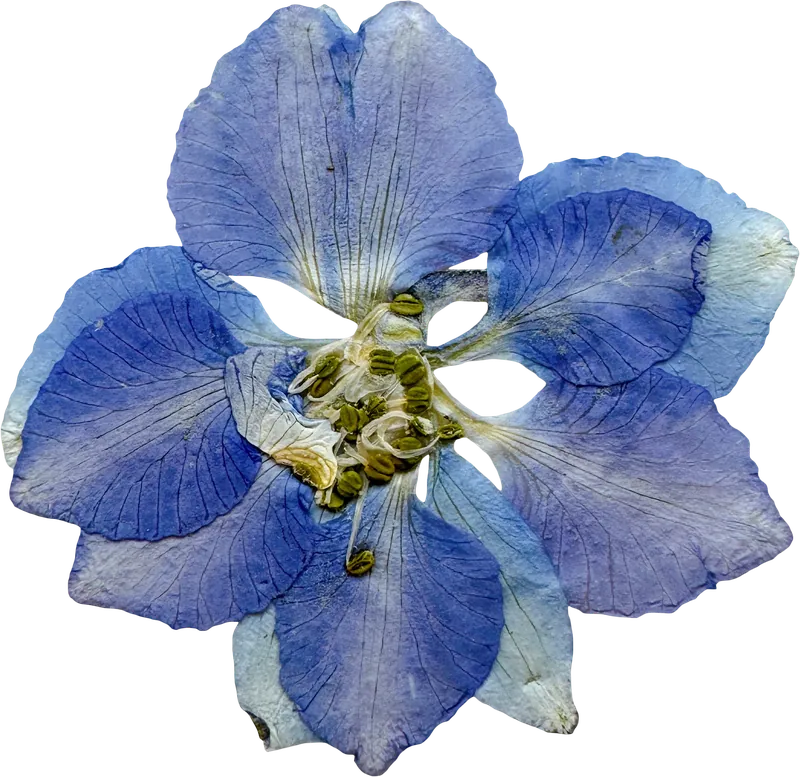 Pressed blue larkspur flower PNG with transparent background, real photo cutout