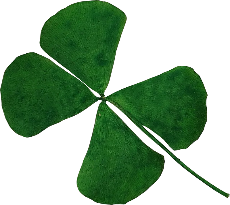 Pressed green clover leaf PNG with transparent background, real photo cutout
