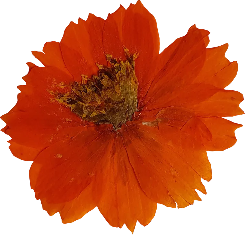 Pressed orange calendula flower PNG with transparent background, real photo cutout