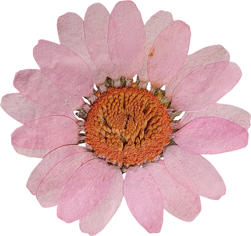 Pressed pink cosmos flower PNG with transparent background, real photo cutout