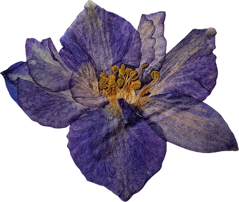 Pressed purple larkspur flower PNG with transparent background, real photo cutout