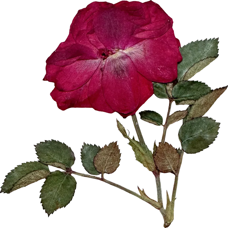 Pressed red rose flower PNG with transparent background, real photo cutout