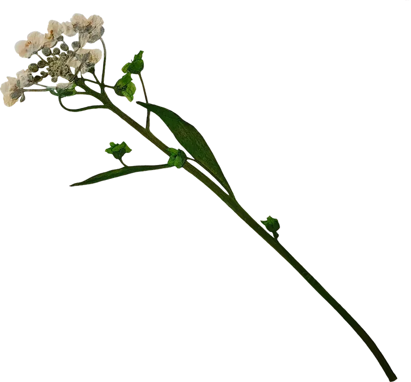 Pressed white spray flower PNG with transparent background, real photo cutout