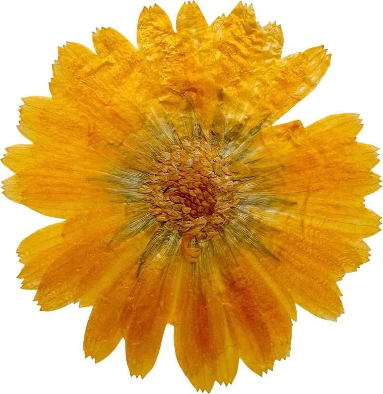 Pressed yellow calendula flower PNG with transparent background, real photo cutout
