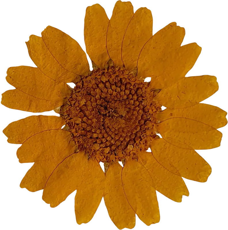 Pressed yellow daisy flower PNG with transparent background, real photo cutout