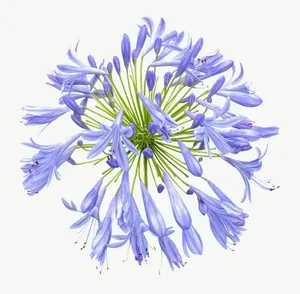 Blue agapanthus flower PNG with transparent background, real photo cutout