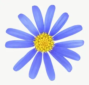 Blue daisy flower PNG with transparent background, real photo cutout