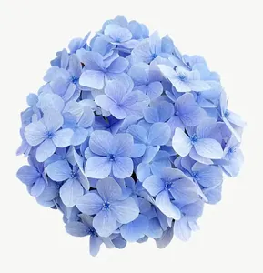 Blue hydrangea flower, close-up PNG with transparent background, real photo cutout