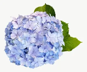 Blue hydrangea flower, pale PNG with transparent background, real photo cutout