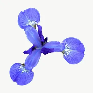 Blue iris flower PNG with transparent background, real photo cutout