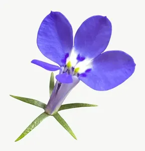Blue larkspur flower PNG with transparent background, real photo cutout