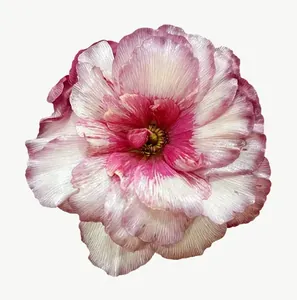 Blush ranunculus flower PNG with transparent background, real photo cutout