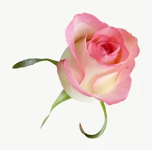 Blush rose flower, round PNG with transparent background, real photo cutout