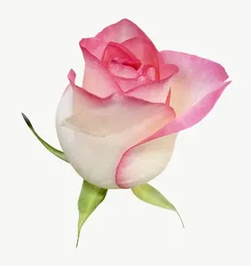 Blush rose flower, round, high bloom PNG with transparent background, real photo cutout