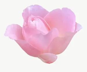 Blush rose flower, wide PNG with transparent background, real photo cutout