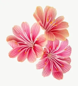 Coral azalea flower PNG with transparent background, real photo cutout