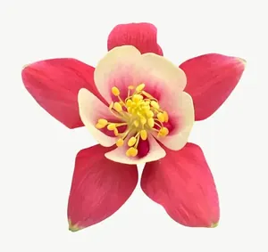 Coral columbine flower PNG with transparent background, real photo cutout