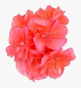 Coral geranium flower PNG with transparent background, real photo cutout