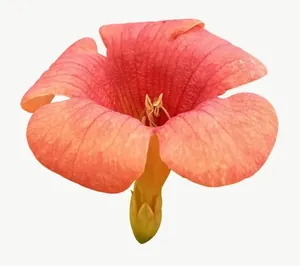 Coral hibiscus flower PNG with transparent background, real photo cutout