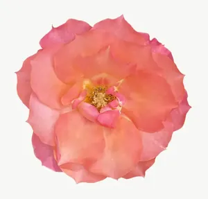 Coral rose flower PNG with transparent background, real photo cutout