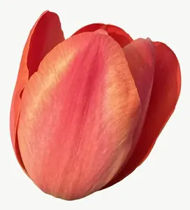 Coral tulip flower PNG with transparent background, real photo cutout