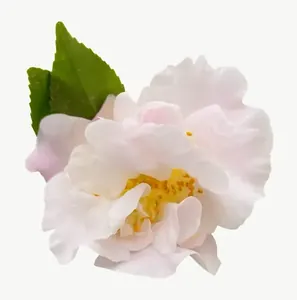 Cream camellia flower PNG with transparent background, real photo cutout