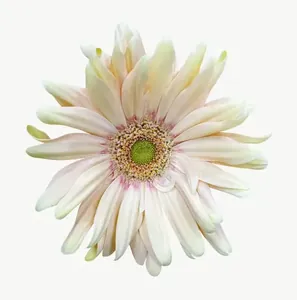 Cream gerbera flower PNG with transparent background, real photo cutout