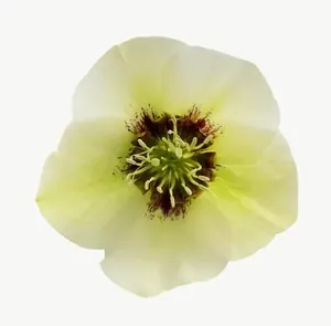 Cream hellebore flower, close-up PNG with transparent background, real photo cutout